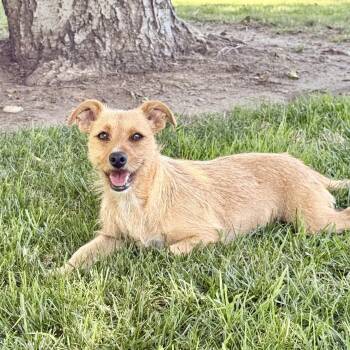 Kiwi -  Wirehaired Terrier and Norfolk Terrier Dog for Adoption in Modesto, California - Kiwi | PetCurious