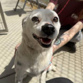 Mixed Breed Dogs Available for Adoption in Gloucester, Virginia - Kee Kee | PetCurious