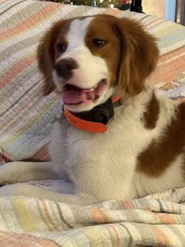IL/Oliver -  Brittany Spaniel Dog for Adoption in Baldwinsville, New York - IL/Oliver | PetCurious