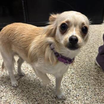 Pebbles -  Chihuahua and Papillon Dog for Adoption in Tempe, Arizona - Pebbles | PetCurious