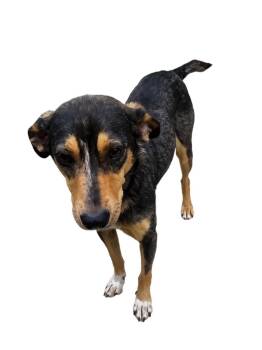 Dolly -  Mixed Breed Dog for Adoption in Westwood, New Jersey - Dolly | PetCurious