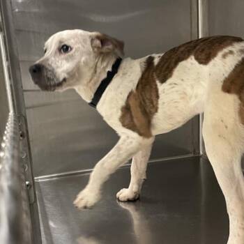 Freckles -  Australian Cattle Dog Blue Heeler Dog for Adoption in Des Moines, Iowa - Freckles | PetCurious