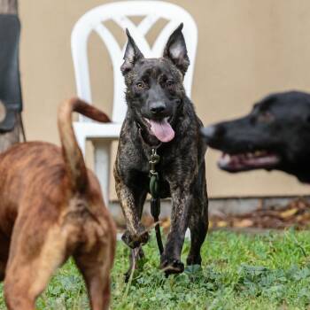 Pit Bull Terrier Dogs Available for Adoption - Chickadee | PetCurious