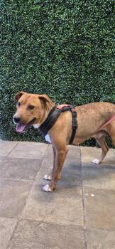 61279125 -  Mixed Breed Dog for Adoption in El Paso, Texas - 61279125 | PetCurious