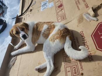Saint Bernard Dogs Available for Adoption - Teddy  | PetCurious