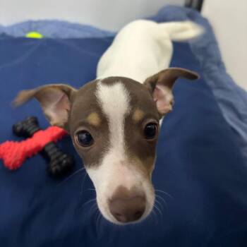 poncho -  Chihuahua Dog for Adoption in Franklin, North Carolina - Poncho | PetCurious