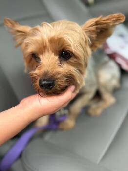 Yorkshire Terrier Dogs Available for Adoption in Deltona, Florida - Chase | PetCurious
