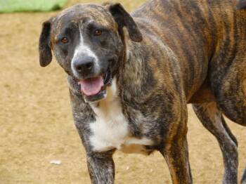 Mastiff and Mixed Breed Dogs Available for Adoption in Tallahassee, Florida - NALA | PetCurious