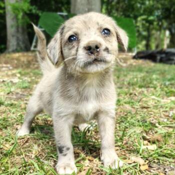 Palm -  Mixed Breed Dog for Adoption in Ferndale, Michigan - Palm | PetCurious