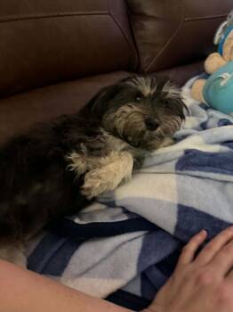 Tootsie -  Schnauzer and Poodle Dog for Adoption in Deltona, Florida - Tootsie | PetCurious