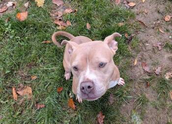 Rescue Mixed Breed Dogs for Adoption in Hillsboro, Ohio - Mandy | PetCurious