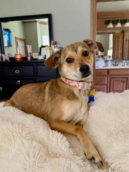 Terrier and Chihuahua Dogs Available for Adoption in Edmond, Oklahoma - Barbara | PetCurious