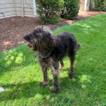 Labrador Retriever and Poodle Dogs Available for Adoption in Corvallis, Oregon - Charlie | PetCurious