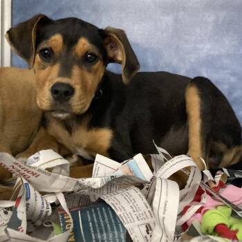 Shepherd and Pit Bull Terrier Dogs Available for Adoption in South Elgin, Illinois - Khloe | PetCurious