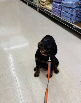 Bernese Mountain Dog Dogs Available for Adoption - Gus  | PetCurious