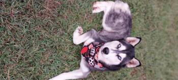 Rescue Siberian Husky Dogs for Adoption in Cumming, Georgia - Misty | PetCurious