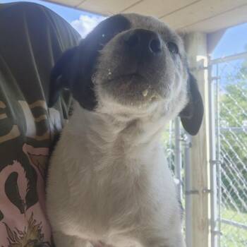 Cattle Dog and Pit Bull Terrier Dogs Available for Adoption in Armonk, New York - AAD Upcoming Arrival! Reef - 26072 | PetCurious