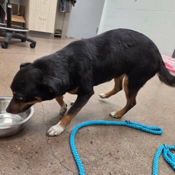 Dixie -  Pit Bull Terrier and Australian Shepherd Dog for Adoption in Chattanooga, Tennessee - Dixie | PetCurious