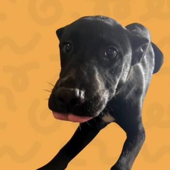 Black Labrador Retriever Dogs Available for Adoption in Reno, Nevada - Sakura | PetCurious