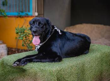 Rescue Flat Coated Retriever Dogs for Adoption in Anacortes, Washington - Black Jack | PetCurious