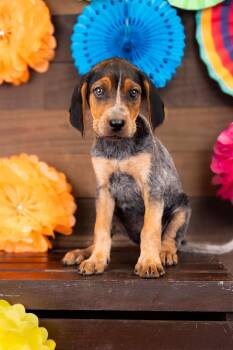 799-26 -  Hound Dog for Adoption in Brighton, Colorado - 799-26 | PetCurious