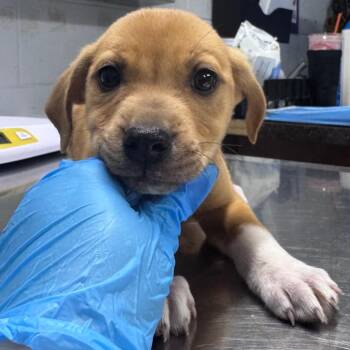 Jimmie -  Mixed Breed Dog Available for Adoption in Summerville, South Carolina - Jimmie | PetCurious
