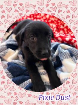 Black Labrador Retriever and Cocker Spaniel Dogs Available for Adoption - PIXIE DUST | PetCurious