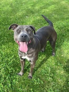 Pit Bull Terrier and Mixed Breed Dogs Available for Adoption - ROSIE | PetCurious