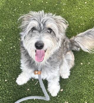 Ragnarok -  Siberian Husky and Poodle Dog for Adoption in Golden, Colorado - Ragnarok | PetCurious
