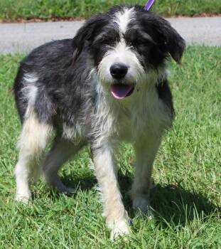 Skipper 44367 -  Terrier Dog for Adoption in Prattville, Alabama - Skipper 44367 | PetCurious
