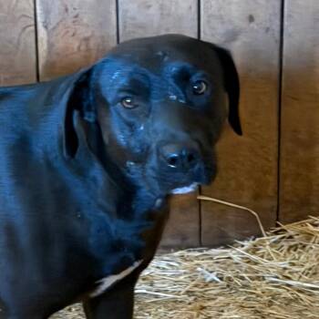 Trouble -  Black Labrador Retriever and Pit Bull Terrier Dog for Adoption in Ennis, Texas - Trouble | PetCurious