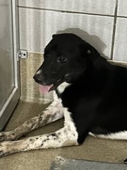 Rescue Mixed Breed Dogs for Adoption in Fort Worth, Texas - 59277379 | PetCurious