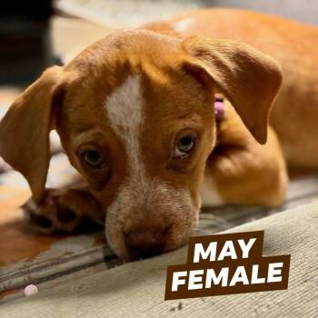 May -  Beagle Dog for Adoption in Myrtle Beach, South Carolina - May | PetCurious