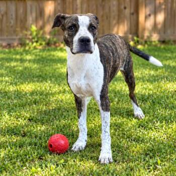 Riggs adoption fee 200 -  Plott Hound and Coonhound Dog for Adoption in Atlanta, Texas - Riggs Adoption Fee 200 | PetCurious