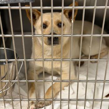 Cattle Dog Dogs Available for Adoption in Fort Smith, Arkansas - Arroz | PetCurious