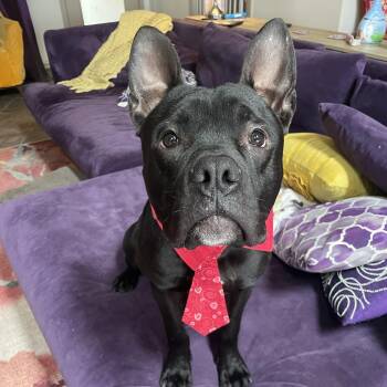 Rescue Pit Bull Terrier Dogs for Adoption in Ellensburg, Washington - Charlie | PetCurious