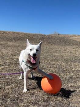 Cattle Dog and Mixed Breed Dogs Available for Adoption - Buttercup | PetCurious