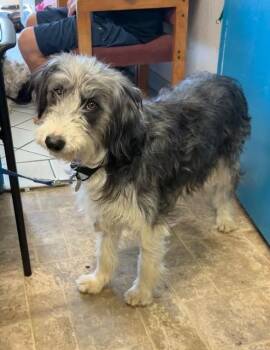 Katie -  Airedale Terrier and Border Collie Dog for Adoption in Carson City, Nevada - Katie | PetCurious