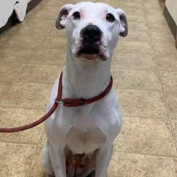 Margaret -  Dogo Argentino and Mixed Breed Dog for Adoption in Tyler, Texas - Margaret | PetCurious