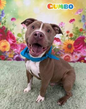 Mixed Breed Dogs Available for Adoption in Flint, Michigan - Gumbo | PetCurious
