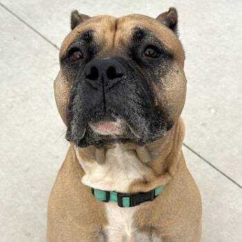 Hulk -  Cane Corso Dog for Adoption in Matteson, Illinois - Hulk | PetCurious