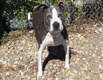 Grace -  Pit Bull Terrier Dog for Adoption in Columbus, Indiana - Grace | PetCurious