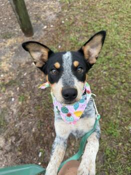 Australian Cattle Dog Blue Heeler Dogs Available for Adoption in Houston, Texas - Blossom | PetCurious