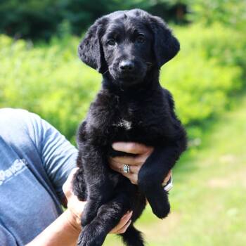 CT Stinger avail Jul 18 (Petco- Enfield, CT) -  Labrador Retriever and Mixed Breed Dog for Adoption in Stormville, New York - CT Stinger Avail Jul 18 (Petco- Enfield, CT) | PetCurious