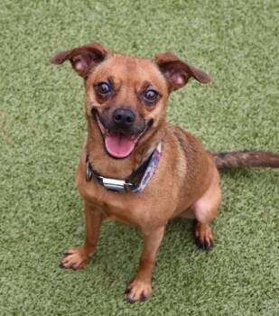 Mixed Breed Dogs Available for Adoption in Athens, Georgia - Penny Lane | PetCurious