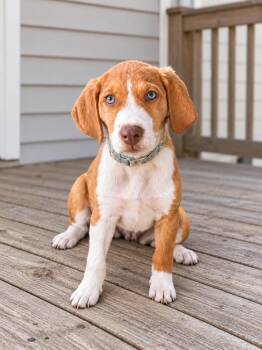 Tinker -  Beagle Dog for Adoption in Aquilla, Texas - Tinker | PetCurious