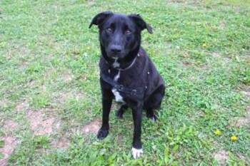 Border Collie and Labrador Retriever Dogs Available for Adoption in Kansas City, Missouri - Elvis | PetCurious