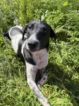 Truffles -  Hound Dog for Adoption in Stockton, California - Truffles | PetCurious