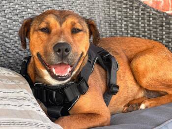 Belle -  Labrador Retriever Dog for Adoption in Shawnee, Oklahoma - Belle | PetCurious