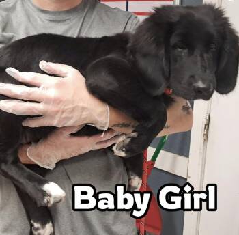 Baby Girl -  Black Labrador Retriever Dog for Adoption in Hollister, Missouri - Baby Girl | PetCurious